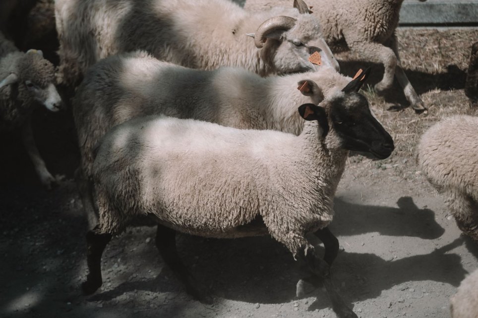 Wygón Łowiec w Wiśle